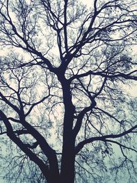 Low angle view of bare trees against sky