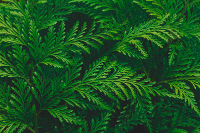 Full frame shot of plants