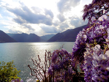 Close-up of fresh purple flowers in lake against cloudy sky