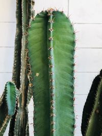 Close-up of cactus plants