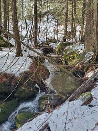 Stream flowing amidst trees in forest