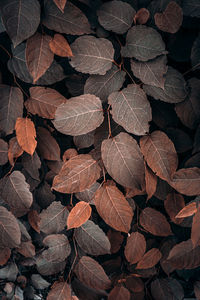 full frame