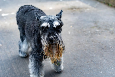 Portrait of dog on wet city