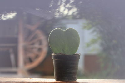 Close-up of potted plant on table