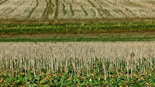 Crops growing on field