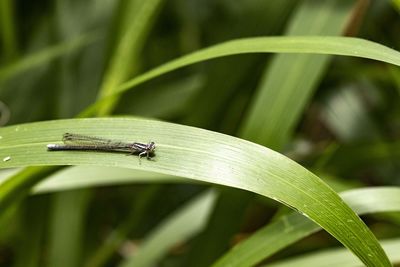 Close-up of insect on leaf