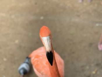 Close-up of bird