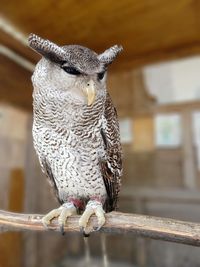Close-up of owl perching on wood