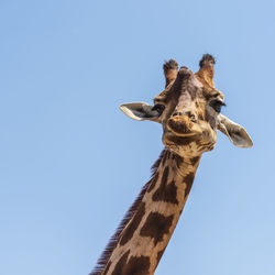 Low angle view of giraffe against clear blue sky