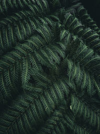 Full frame shot of fern leaves