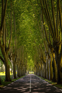 Tree lined road in the provence