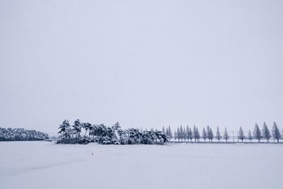 Trees against clear sky