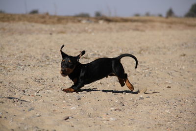 Black dog running on land