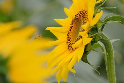 Honey bee on yellow sunflower