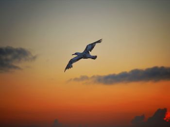 Low angle view of bird flying against sky during sunset - seagul 