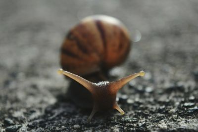 Extreme close-up of snail outdoors