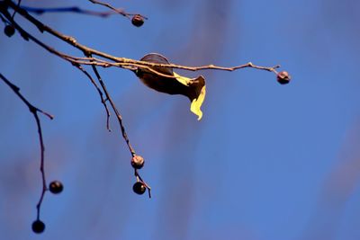 Low angle view of flower against sky