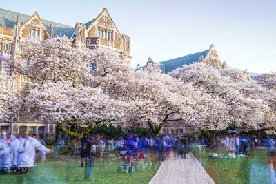 Panoramic shot of cherry blossom by buildings in city