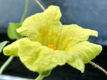 Close-up of yellow hibiscus flower