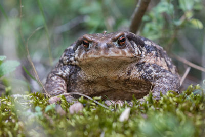 Close-up of lizard on land