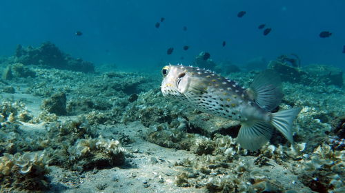 Close-up of fish swimming in sea