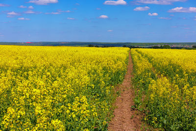 Blooming canola field with tractor gauge and blue sky with white clouds