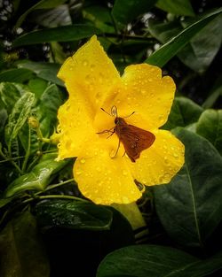 Close-up of insect on yellow flower