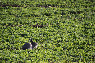 View of birds on field