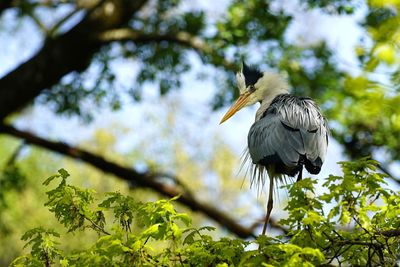 Close-up of gray heron perching on tree