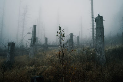 fog