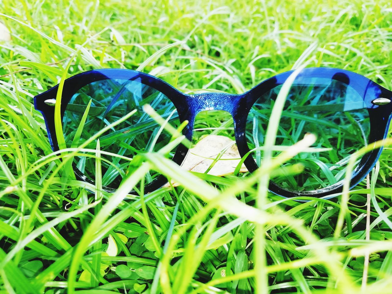 CLOSE-UP OF A LIZARD ON GROUND