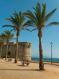 Palm tree by sea against sky