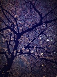 branch