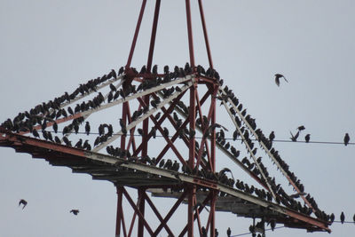 Low angle view of birds flying over bridge against sky