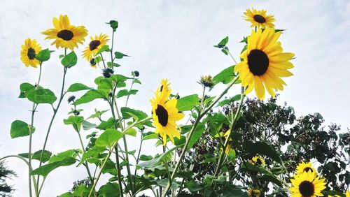 Low angle view of yellow flowering plant against sky
