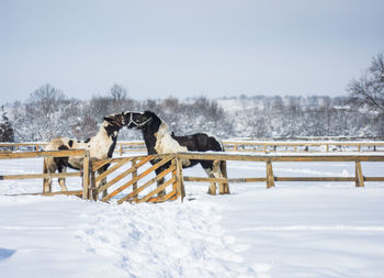 Horses mating on snowy field against clear sky during winter