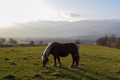 Horse grazing in a field