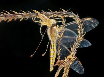 Close-up of insect against black background