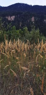 Plants growing on field