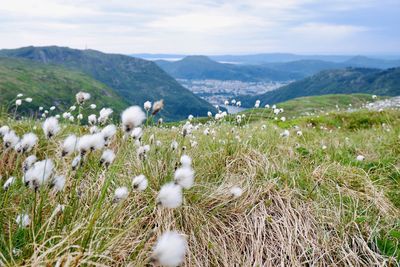 View of flowers on field on vidden hiking trail