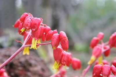 Close-up of red berries on plant