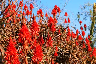 Close-up of red flowers