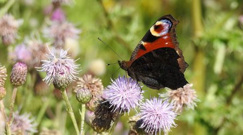 Close-up of butterfly pollinating on thistle