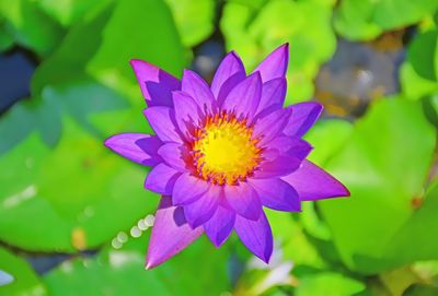 Close-up of purple flower