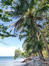 Palm tree by sea against sky