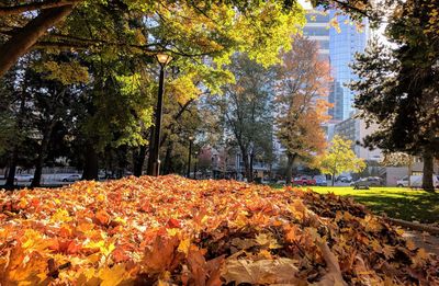 Autumn trees in forest