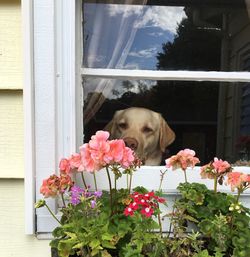 Close-up of dog with flowers on window