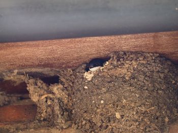 High angle view of lizard on beach