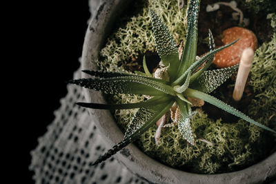 High angle view of succulent plant against black background