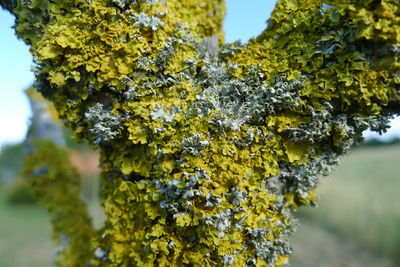 Close-up of yellow flowering plant on tree